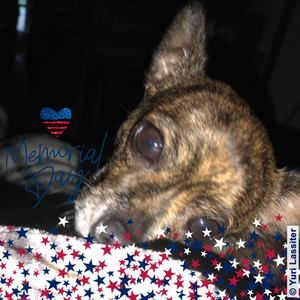 Meet your Posher, Steve